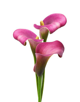 Pink flowers of calla (Zantedeschia) in a bouquet isolated on white. Floral arrangement.