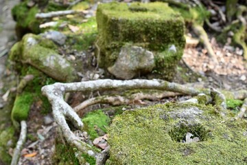 奈良公園の大木と苔