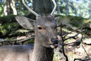 奈良浮御堂の鹿