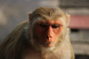 Fototapeta premium close up of a macaque