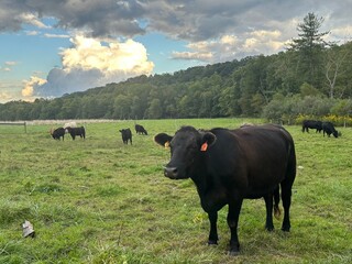 Beautiful Cows grazing the pasture.