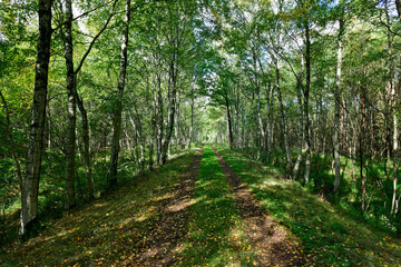 Birkenallee in den Steimbker Kuhlen (Rodewalder Lichtenheide), Landkreis Nienburg, Niedersachsen
