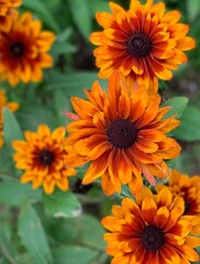 Rudbeckia and all her color.