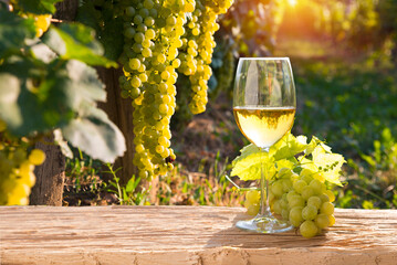 Fototapeta premium White wine with barrel on famous vineyard in Chianti, Tuscany, Italy. High quality photo