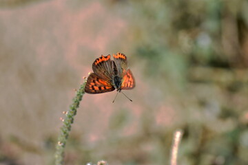 Mariposa manto bicolor (Lycaena phlaeas) con fondo difuminado (macro)