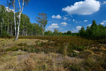 Obraz premium Heide in den Steimbker Kuhlen (Rodewalder Lichtenheide), Landkreis Nienburg, Niedersachsen