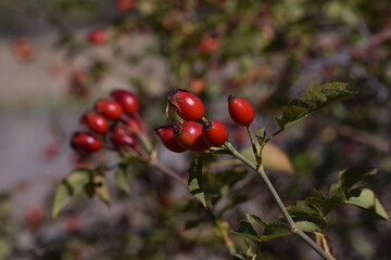 Bayas de rosa de mosqueta