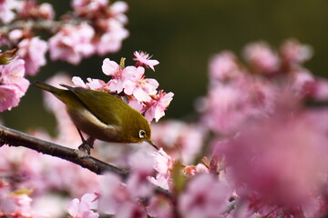 鮮やかなピンク色に咲く