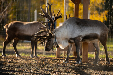 deer near santa claus house - Alaska (Fairbanks) - obrazy, fototapety, plakaty