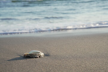 Shell on the beach