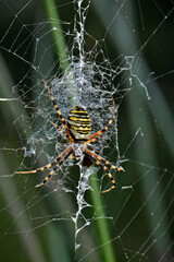 Wasp spider // Wespenspinne, Zebraspinne (Argiope bruennichi) 