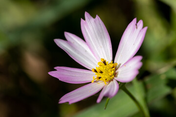 Obraz premium Close up white cosmos flower in the summer garden. Macro flower photography