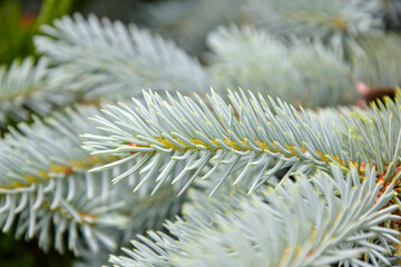 Naklejka na ściany i meble Fir branches background, nature. Branches of blue spruce, full frame. Close-up. Selective focus.