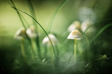 Beautiful macro shot of family mushroom in forest moss. Nature macro photography