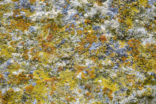 Colorful Moss on Concrete Wall. Aged wall of old building with multicolored moss, textured background, full frame. Detailed unusual backdrop, abstract design. Selective focus.