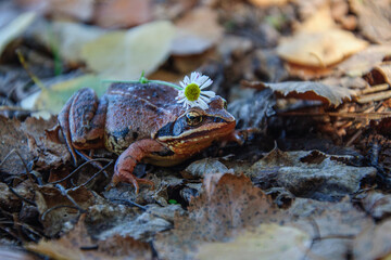 A large brown ground frog on a fallen leaf in the forest. Ukraine