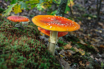 A red and white speck mushroom in the forest. Ukraine