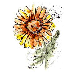 Sunflowers in watercolor, painted with a brush, with paint stains and splashes. Vector illustration