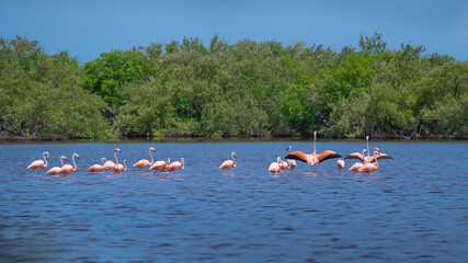 Obraz premium Flamingo pride walking on the water. Cuba. Cienaga de Zapata. High quality photo