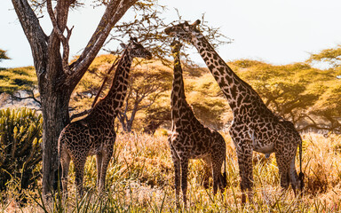 Giraffe family
