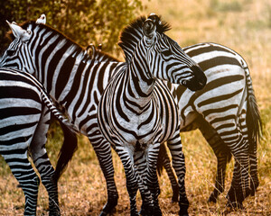 Zebras rest while immigrating