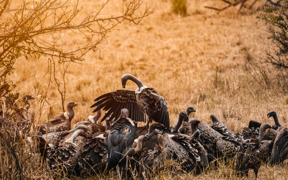 Eagles Eating Leftovers