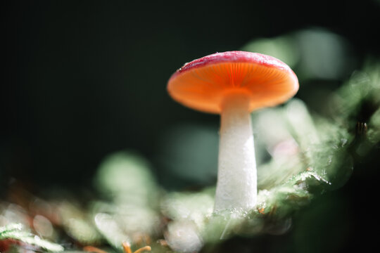 Beautiful macro shot of single orange forest mushroom in moss. Nature macro photography
