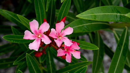 Beautiful flowers of oleander flower pink color. Hold bouquets on branches and lush foliage....