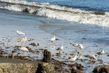 seagulls on the beach looking for food