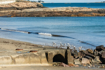 Seagulls and the beach with rocks