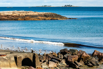 Seagulls enjoying the warm day on the beach