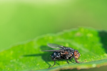 House fly, Fly, House fly on leaf.
