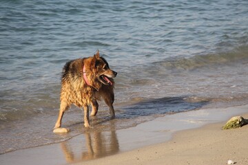 A dog playing in the sea in Greece