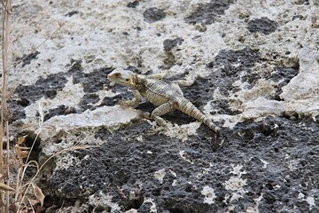 A lizard on the wall in the streets of Rhodes City, Greece