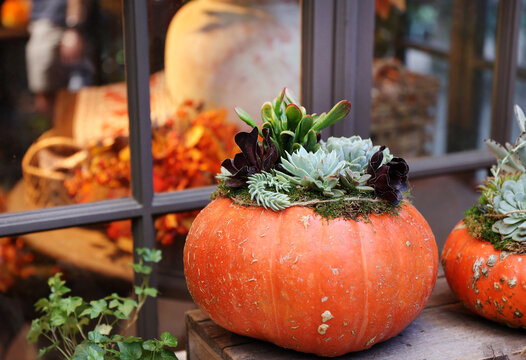 pumpkin succulent arrangement