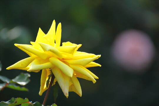 イギリスの国花 Images Browse 113 Stock Photos Vectors And Video Adobe Stock