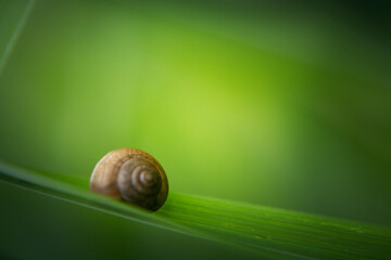 a snail 