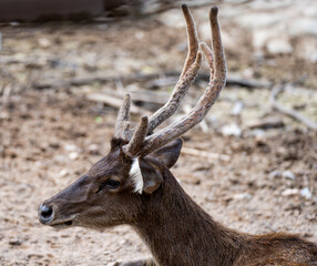beautiful horn deer