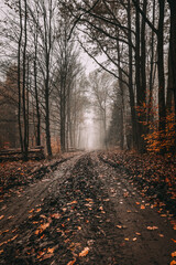 Droga w lesie jesienią 