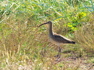 Numenius arquata. An adult long-billed curlew stood in its natural habitat during the nesting season. Selective focus.