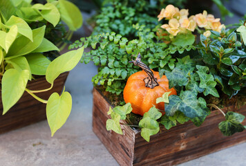 pumpkin arrangement 