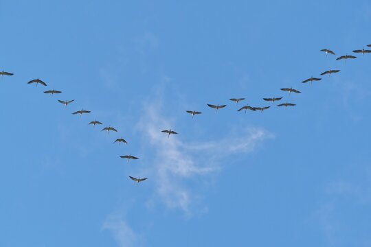 A Wedge Of Flying Cranes, In The Sky. Seasonal Migration.