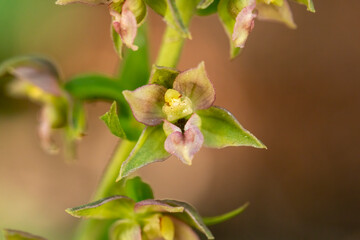 Broad-Leaved Helleborine (Epipactis helleborine) in to wild