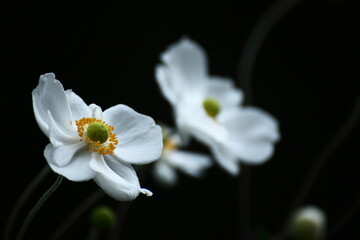 野山にひっそりと咲く