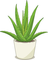 Illustration of Aloe Vera plant.