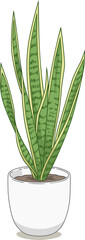 Illustration of Snake plant.