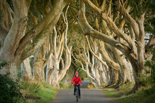 Nice Senior Woman Cycling In The Famous Beech Avenue Of Dark Hedges Near Bushmills In Northern Ireland, UK