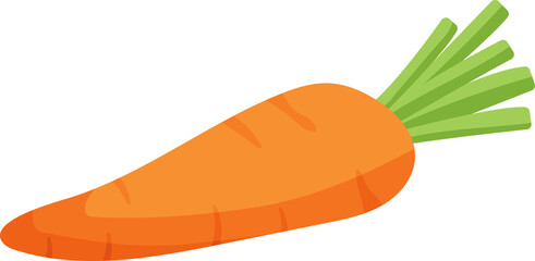 Food vegetable carrot