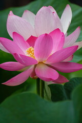 古代ロマン大賀ハス