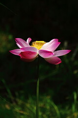 古代ロマン大賀ハス